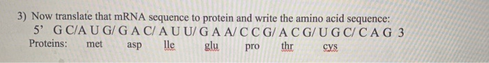 Solved 3) Now translate that mRNA sequence to protein and | Chegg.com