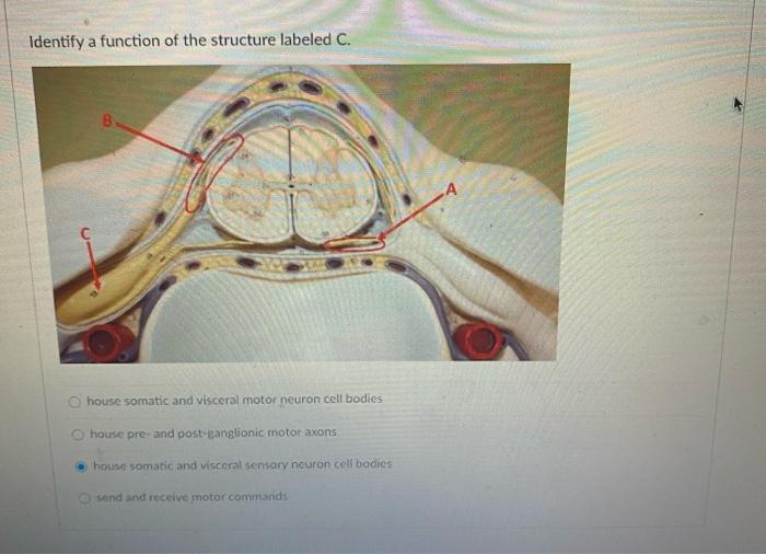 Solved Identify a function of the structure labeled C. B | Chegg.com