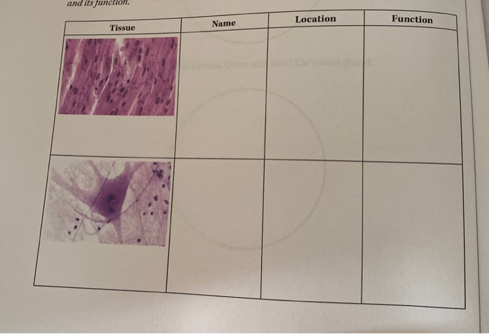 Table Explaing Tissues Solved for the table below, identify each of the tissues, | Chegg.com