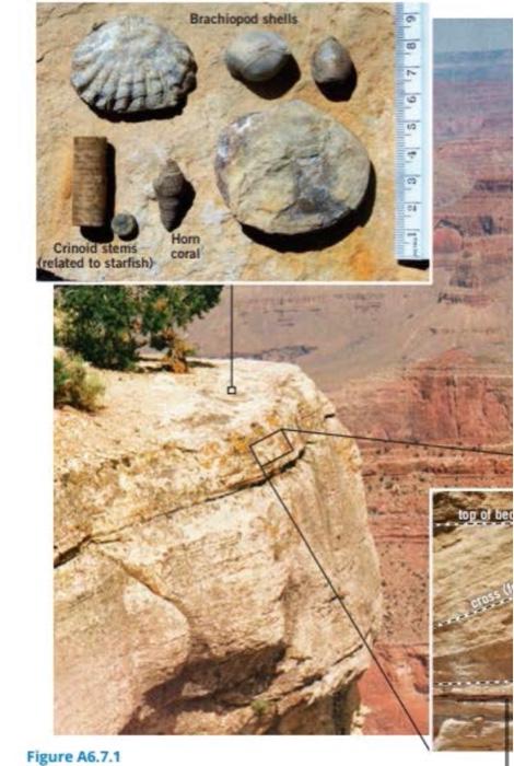 Crinoid stems
(related to starfish)
Figure A6.7.1
Brachiopod shells
Horn
coral
6 9 29 stear
tog of bed
cross (
XXX