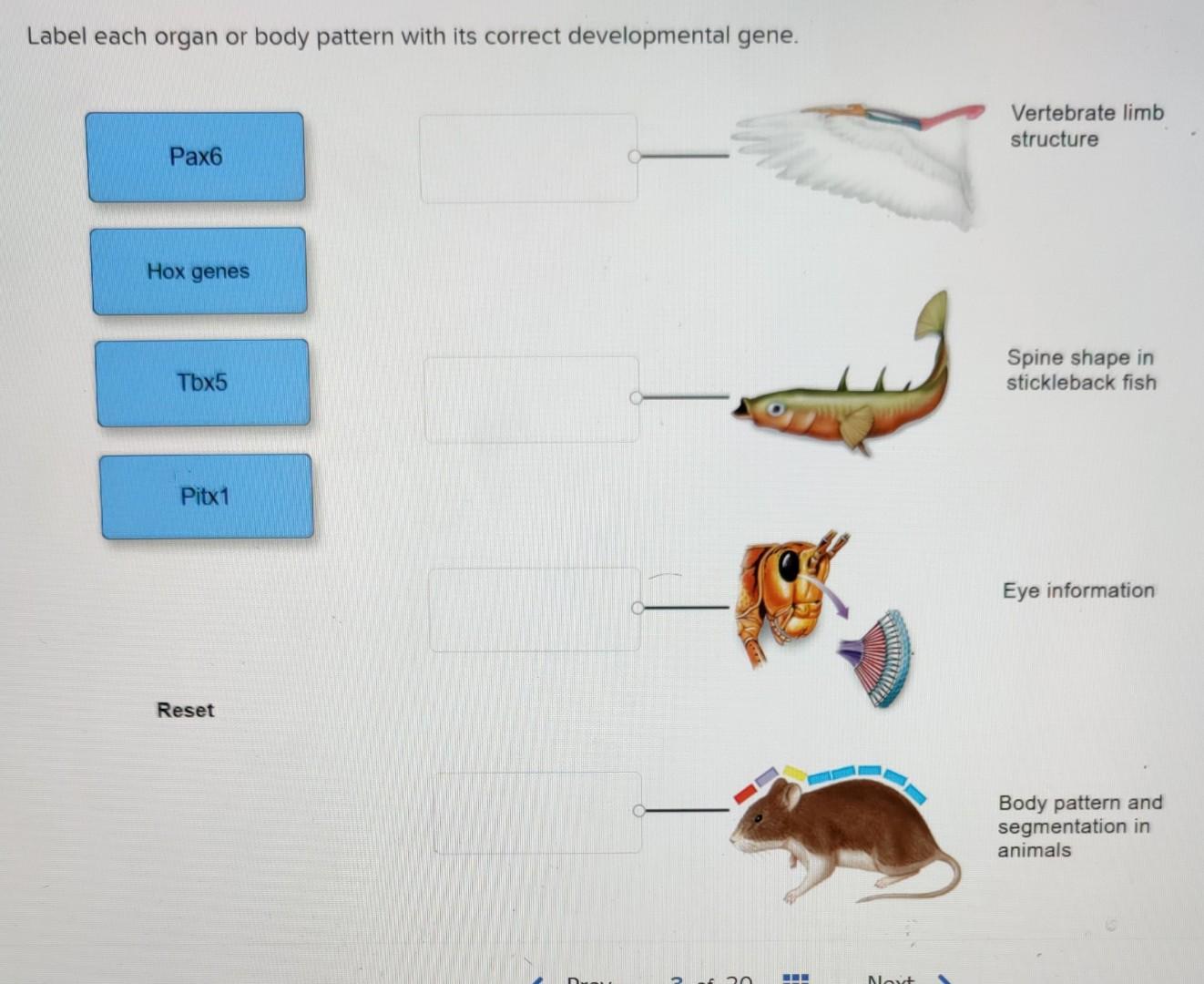 Solved Label each organ or body pattern with its correct | Chegg.com