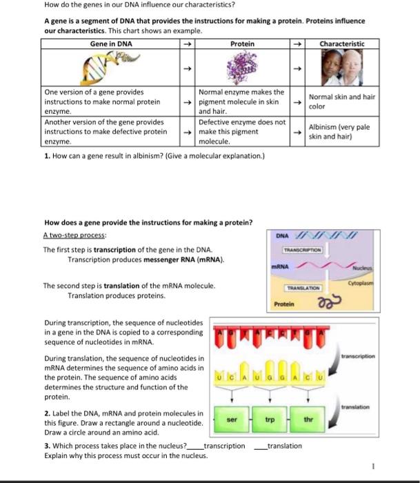 Solved How do the genes in our DNA influence our | Chegg.com