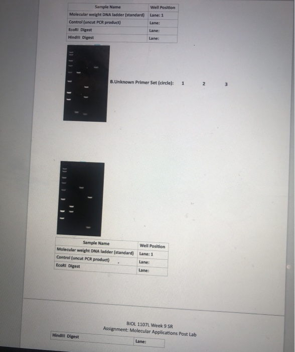 1 sample name molecular weight
