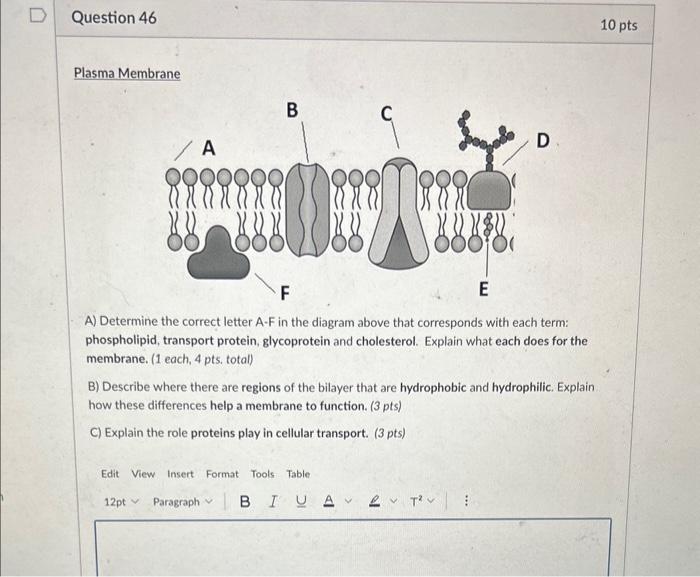 [Solved] Plasma Membrane A) Determine the correct letter A
