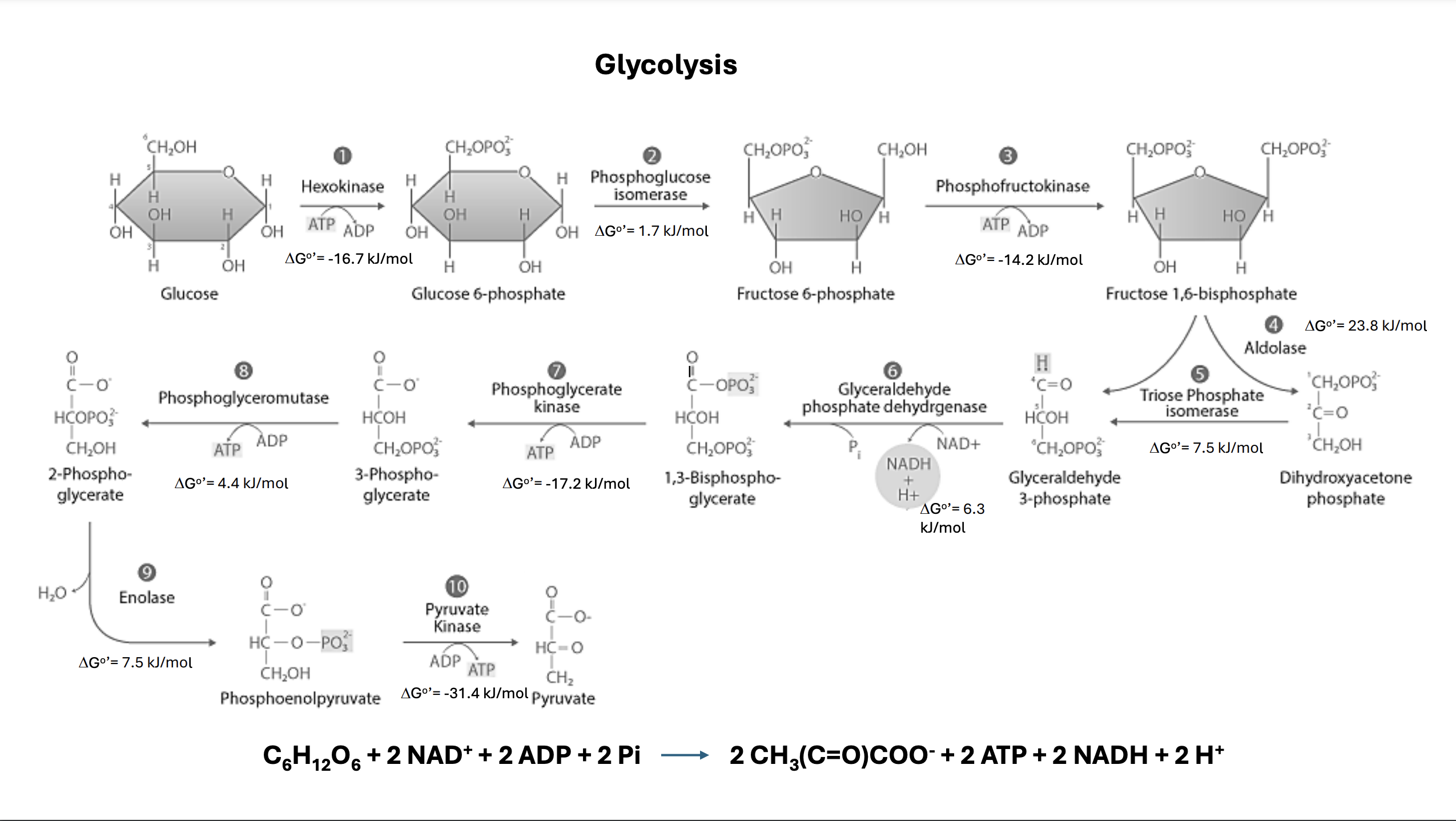 Create one detailed drawing of a metabolic map that | Chegg.com