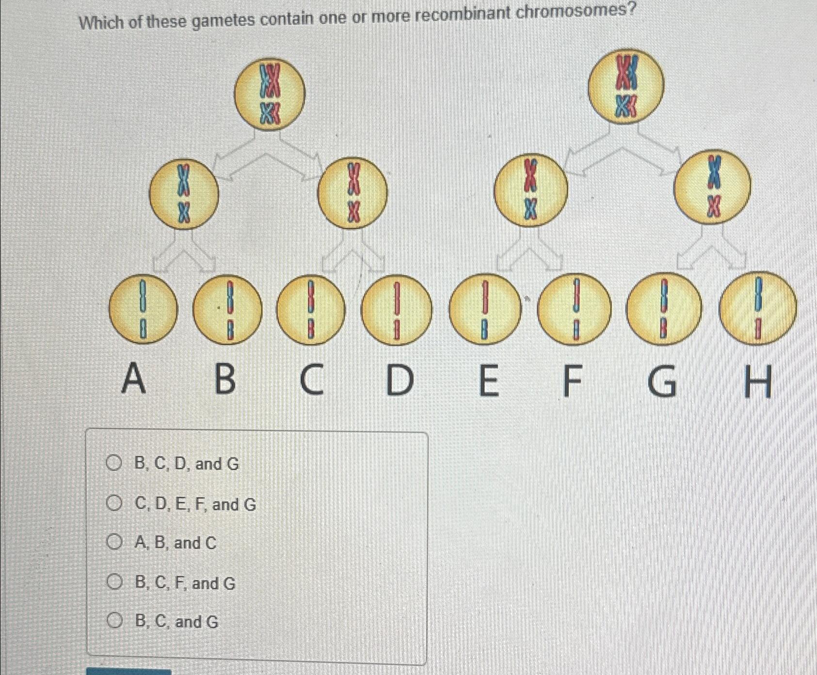 Solved Which of these gametes contain one or more | Chegg.com