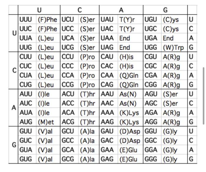 Solved U C A G UUU (F)Phe UCU (S)er UAU T(Y)r UGU (C)ys U | Chegg.com