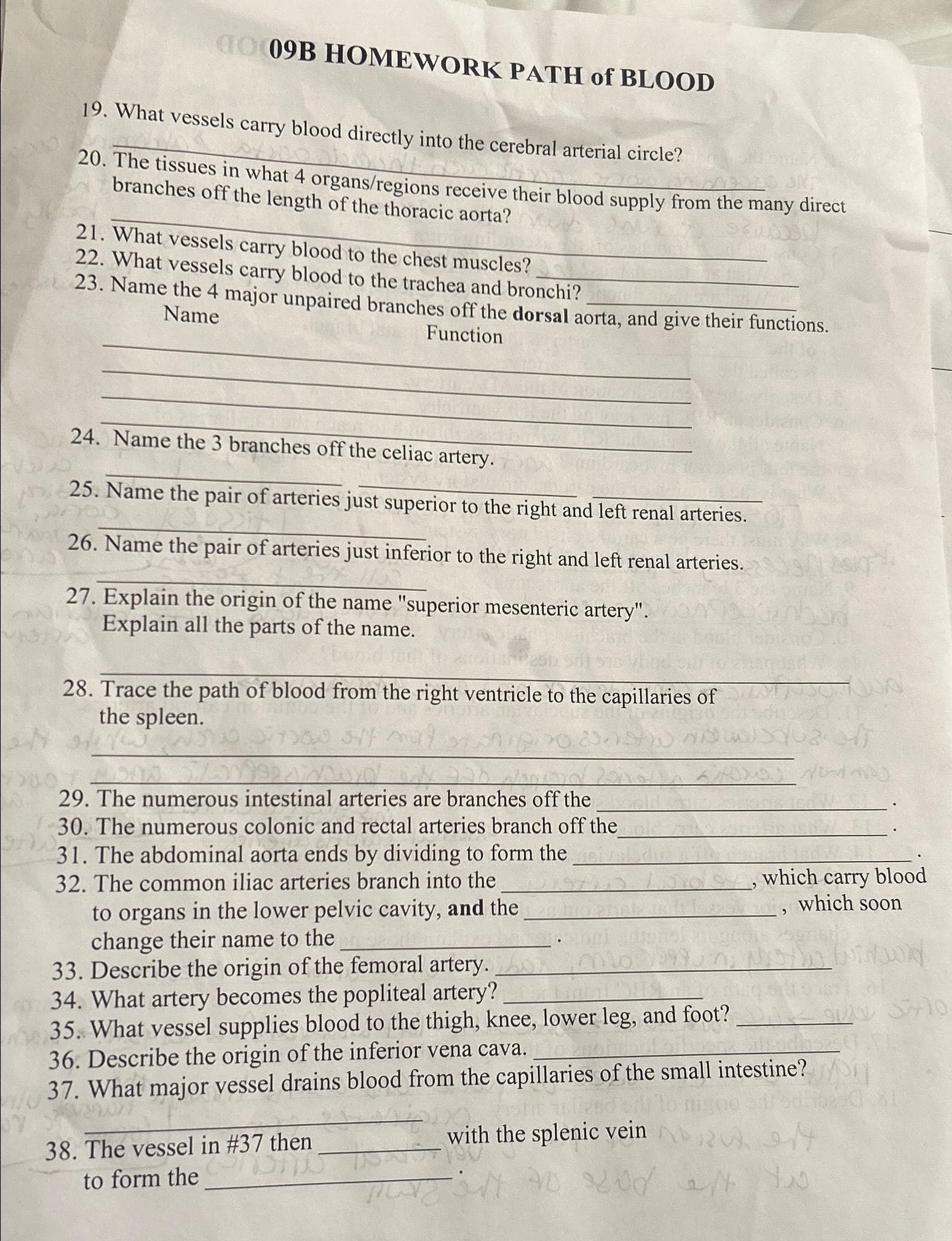 Solved 09B HOMEWORK PATH of BLOOD19. ﻿What vessels carry | Chegg.com