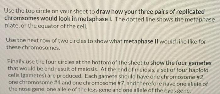 Solved Drawing the stages of meiosis Next you are going to | Chegg.com