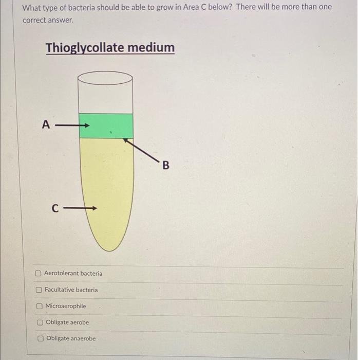 Solved What type of bacteria should be able to grow in Area | Chegg.com
