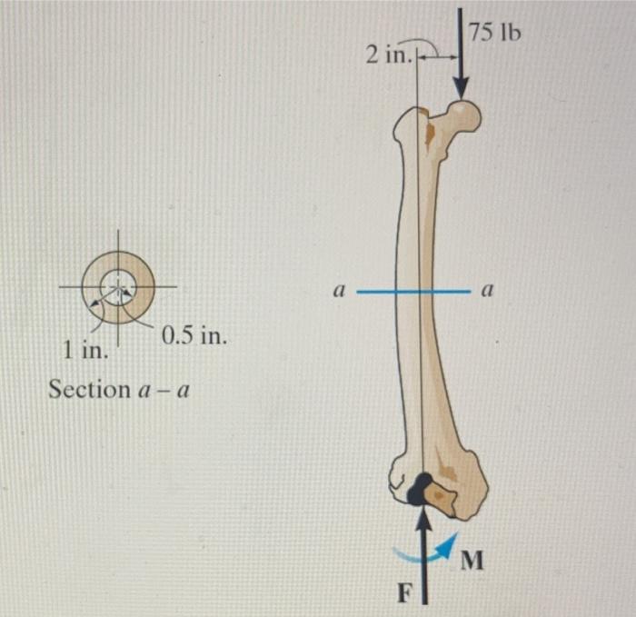 Solved P4. If the cross section of the femur at section a-a | Chegg.com