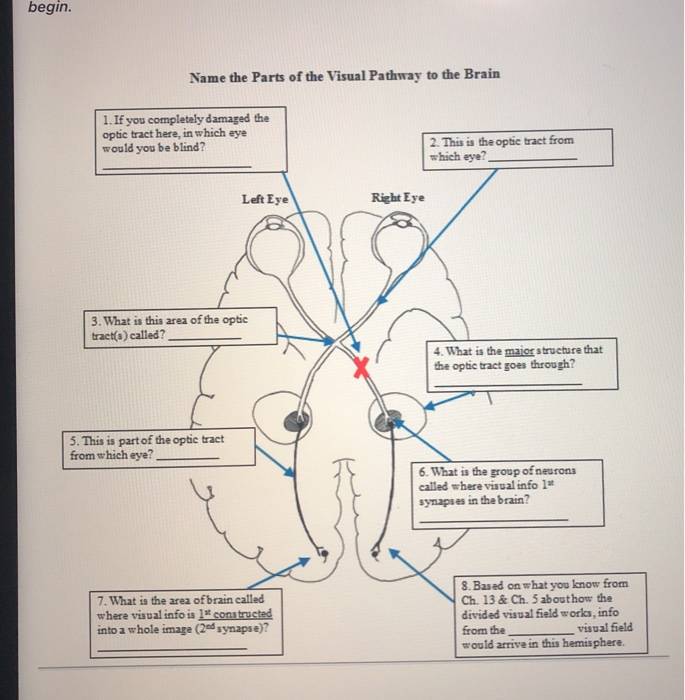 Visual Pathways Of The Eye