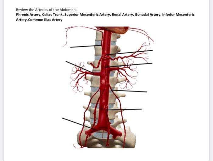 gonadal artery