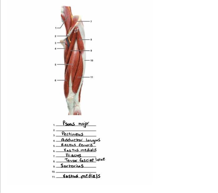 Solved label muscles 2 and 10 properly if you dotn know the | Chegg.com
