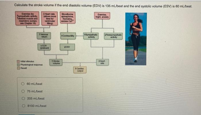 Solved Calculate the stroke volume if the end diastolic | Chegg.com