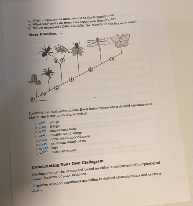 Solved Cladogram Practice: Use the diagrams below to answer | Chegg.com