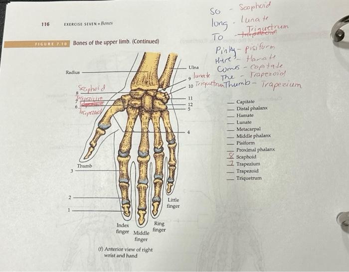 Solved (f) Anterior view of right wrist and hand | Chegg.com