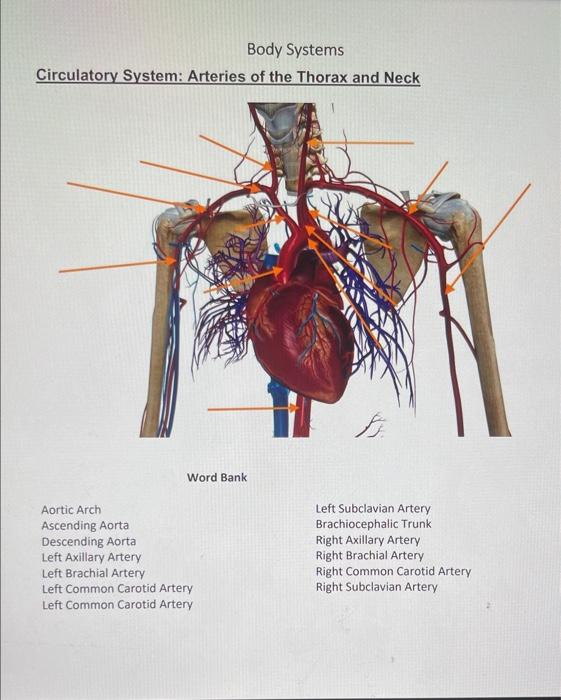 Solved Circulatory System: Arteries of the Thorax and Neck | Chegg.com