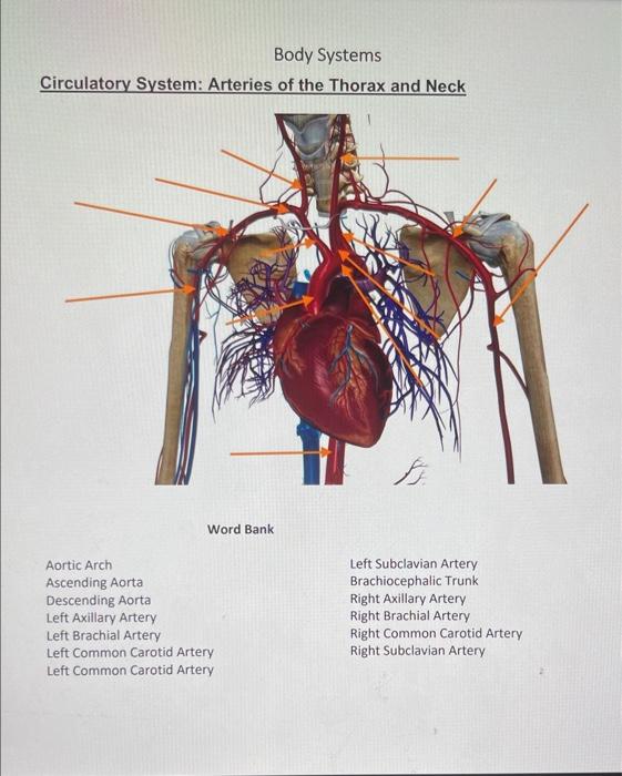 Solved Circulatory System Arteries of the Thorax and Neck Chegg