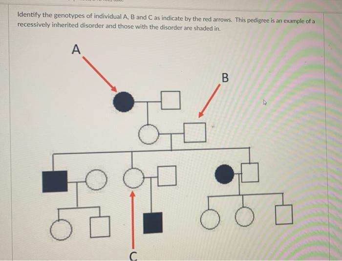 Solved Identify the genotypes of individual A, B and C as | Chegg.com