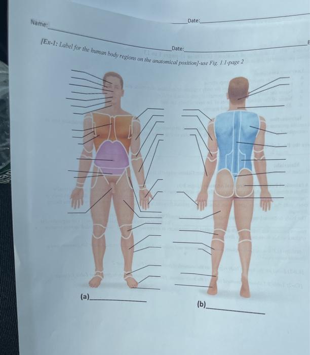 Anatomical Terminology  Anatomy and Physiology I