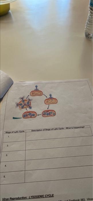 Stage of Lytic Cycle 4. 5. 3. 1. 2. P Description of | Chegg.com