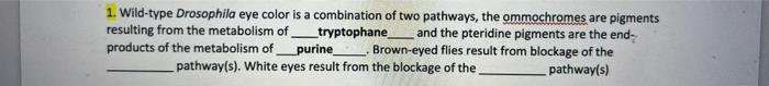 1. Wild-type Drosophila eye color is a combination of two pathways, the ommochromes are pigments resulting from the metabolis