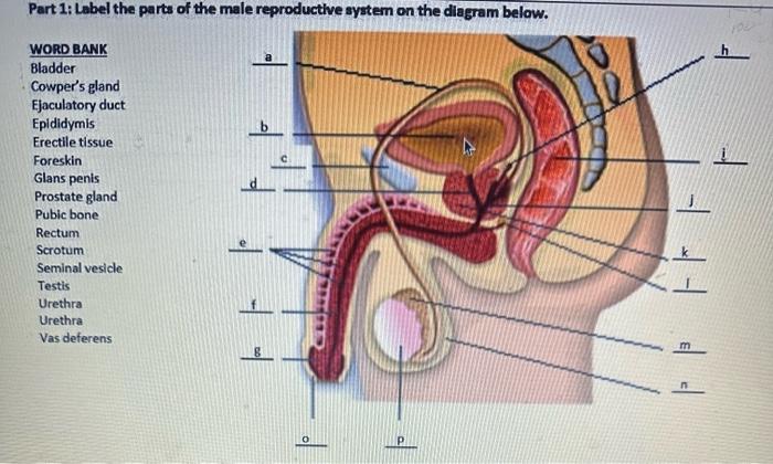 Solved Label the parts of the female urinary/reproductive