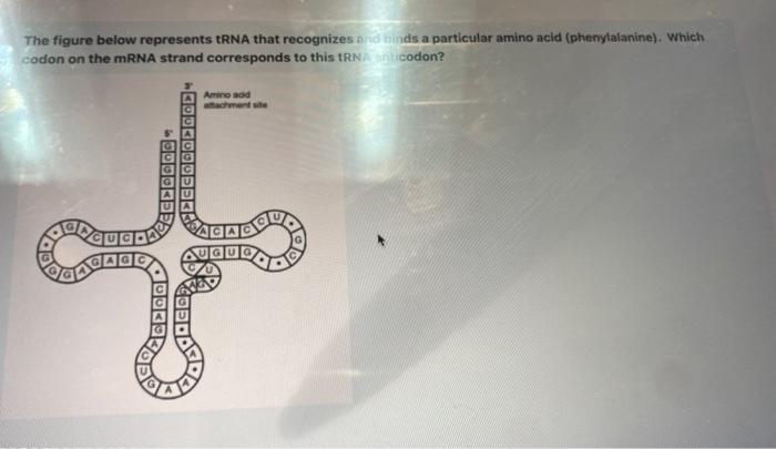 Solved Explain all of the RNA processing steps that take | Chegg.com