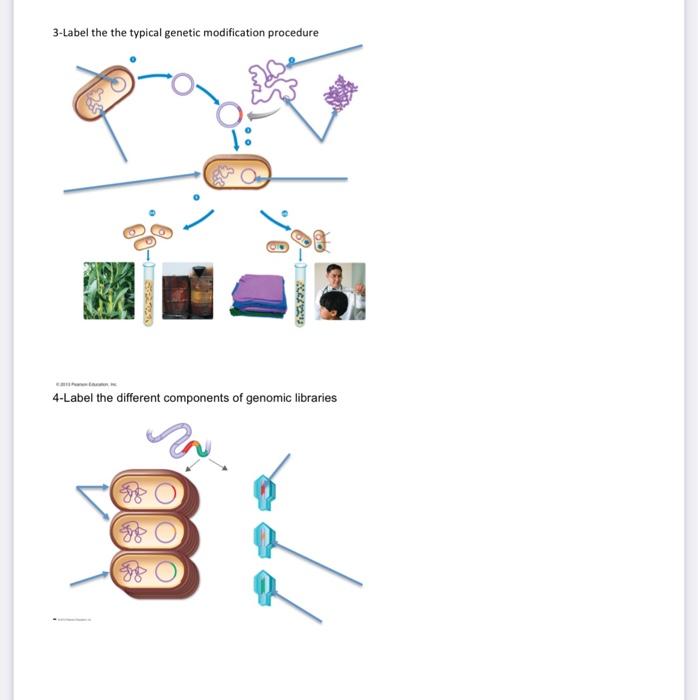 Solved 3-Label the the typical genetic modification | Chegg.com