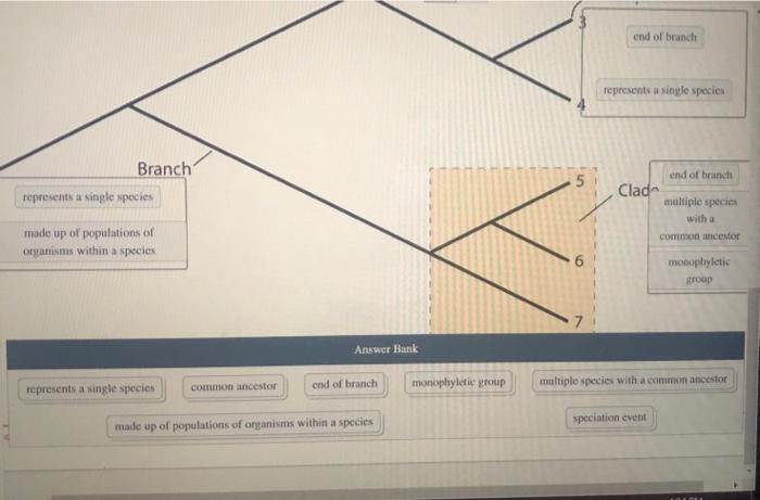 Solved The Phylogenetic Tree Shows The Evolutionary | Chegg.com