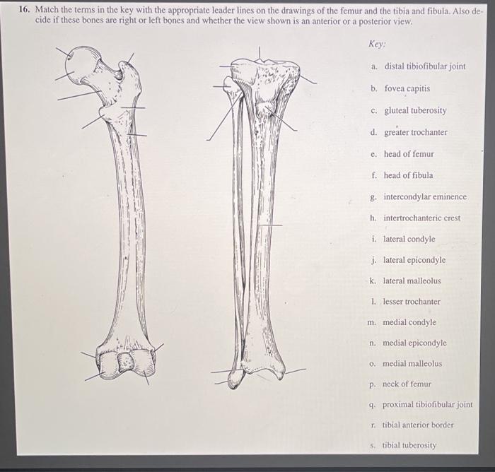 16. Match the terms in the key with the appropriate leader lines on the drawings of the femur and the tibia and fibula. Also