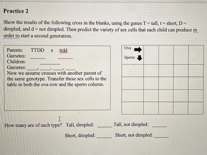 Solved Practice 2 Show the results of the following cross in | Chegg.com