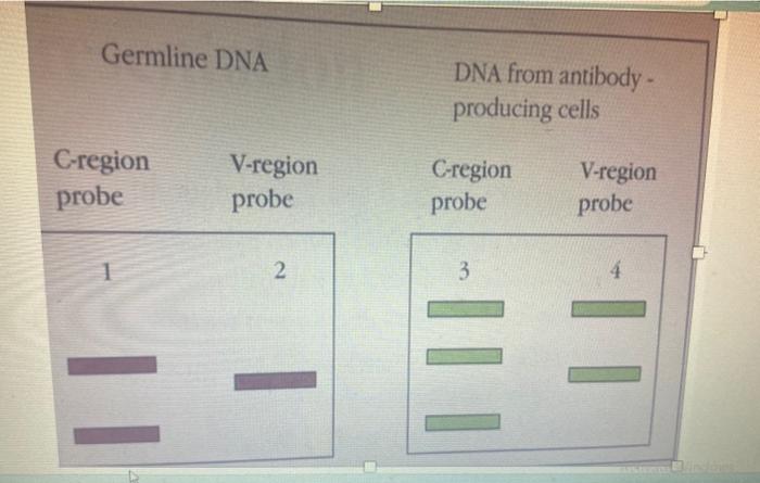 Germline DNA