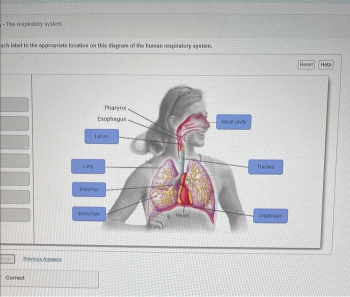 ach label to the appropriate location on this diagram | Chegg.com