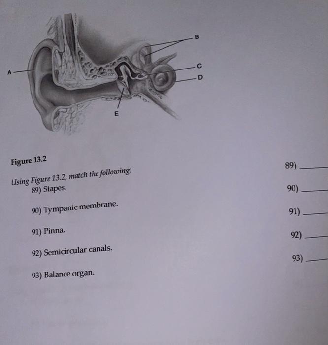 Solved B E Figure 13.2 89) Using Figure 13.2, match the | Chegg.com