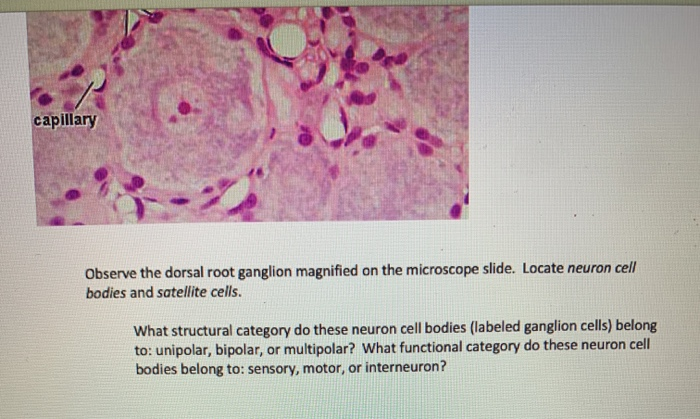 neuron microscope slide