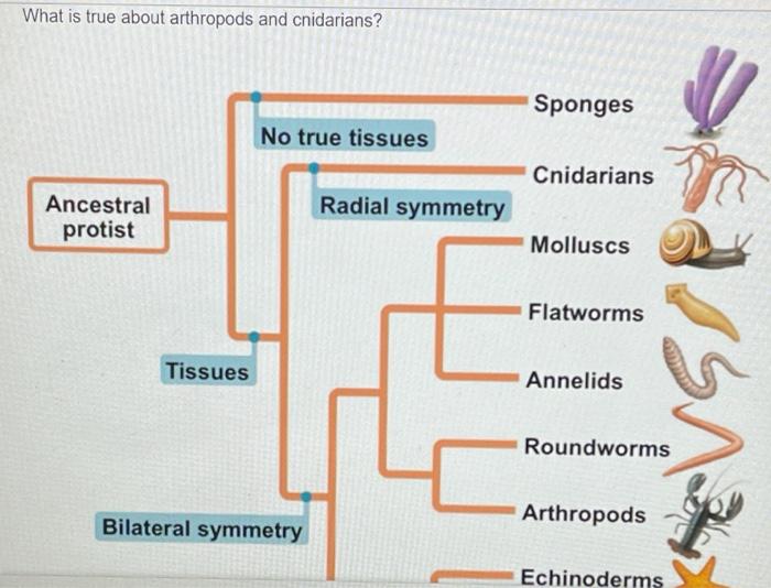 Solved What is true about arthropods and cnidarians? Sponges | Chegg.com