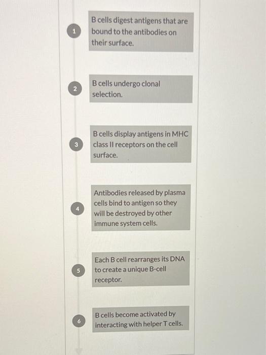 Solved Put The Steps Of B-cell Activation In The Correct | Chegg.com