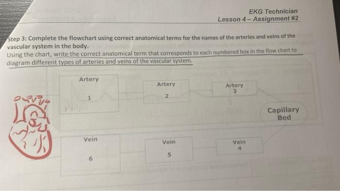 EKG Technician
Lesson 4-Assignment #2
Step 3: Complete the flowchart using correct anatomical terms for the names of the arte