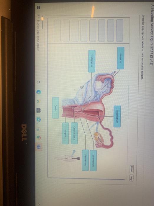 solved-art-labeling-activity-figure-27-17-12-of-2-drag-the-chegg