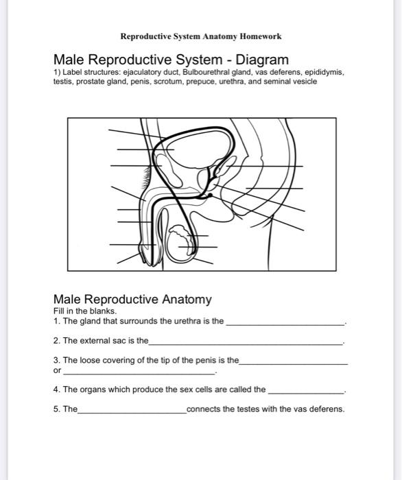 male reproductive system diagram blank