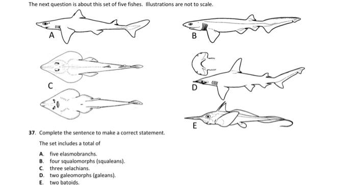 Solved The next question is about this set of five fishes. | Chegg.com