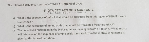 Solved The following sequence is part of a TEMPLATE strand | Chegg.com