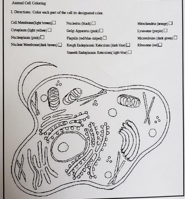 flagella in a animal cell