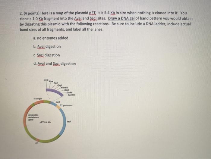 Solved 2. (4 points) Here is a map of the plasmid BET it is | Chegg.com