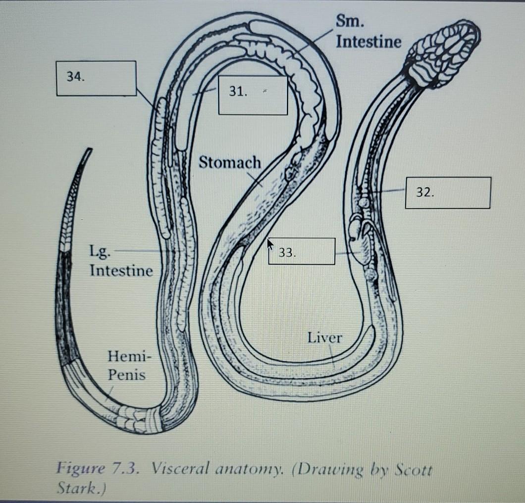 Sm. Intestine 34. 31. Stomach 32. Lg. 33. Intestine Liver Hemi- Penis Figure 7.3. Visceral anatomy. (Drawing by Scott Stark.)