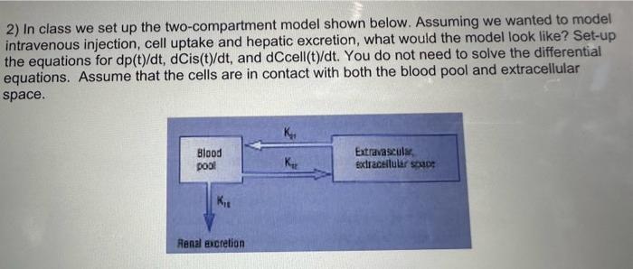 Solved 2) In class we set up the two-compartment model shown | Chegg.com
