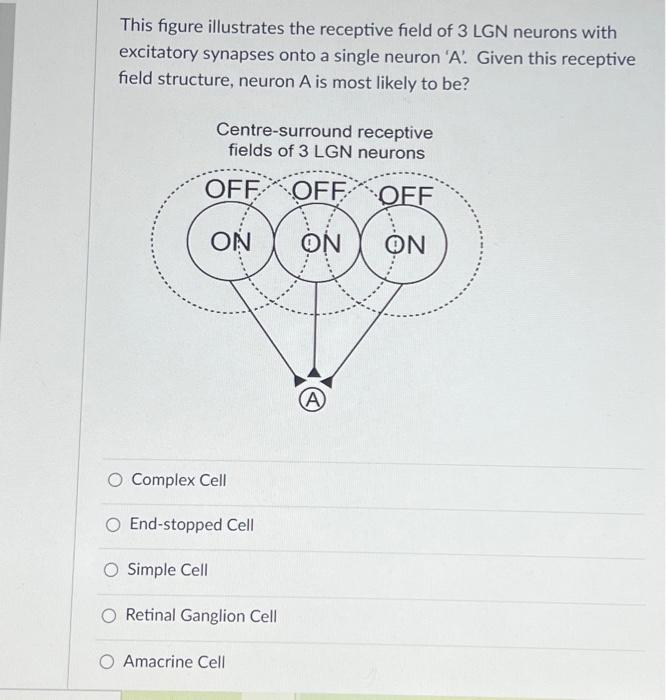 Solved This figure illustrates the receptive field of 3 LGN | Chegg.com