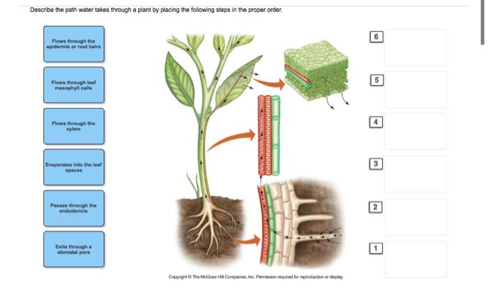 Solved Describe the path water takes through a plant by | Chegg.com